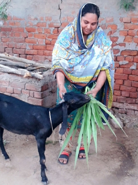 Pakistan Livestock Program