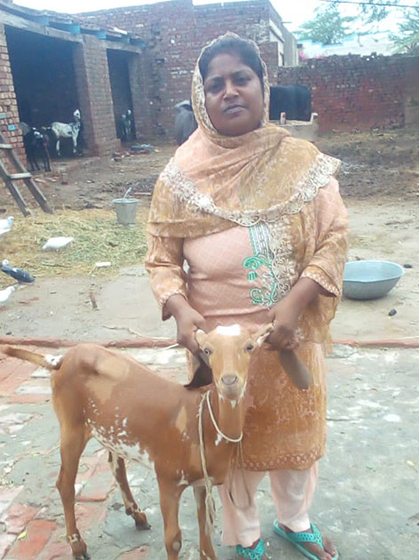 Pakistan Livestock Program