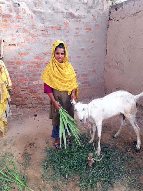 Pakistan Livestock Program