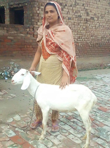 Pakistan Livestock Program