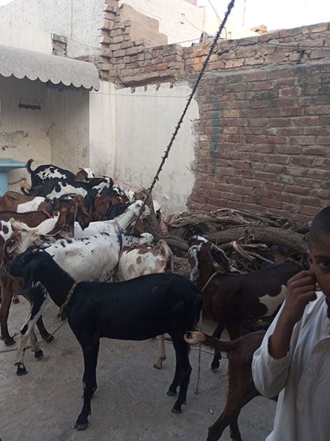 Pakistan Livestock Program