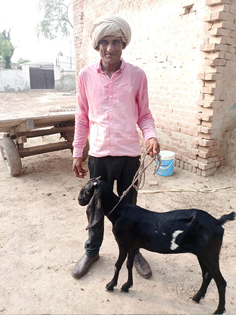 Pakistan Livestock Program